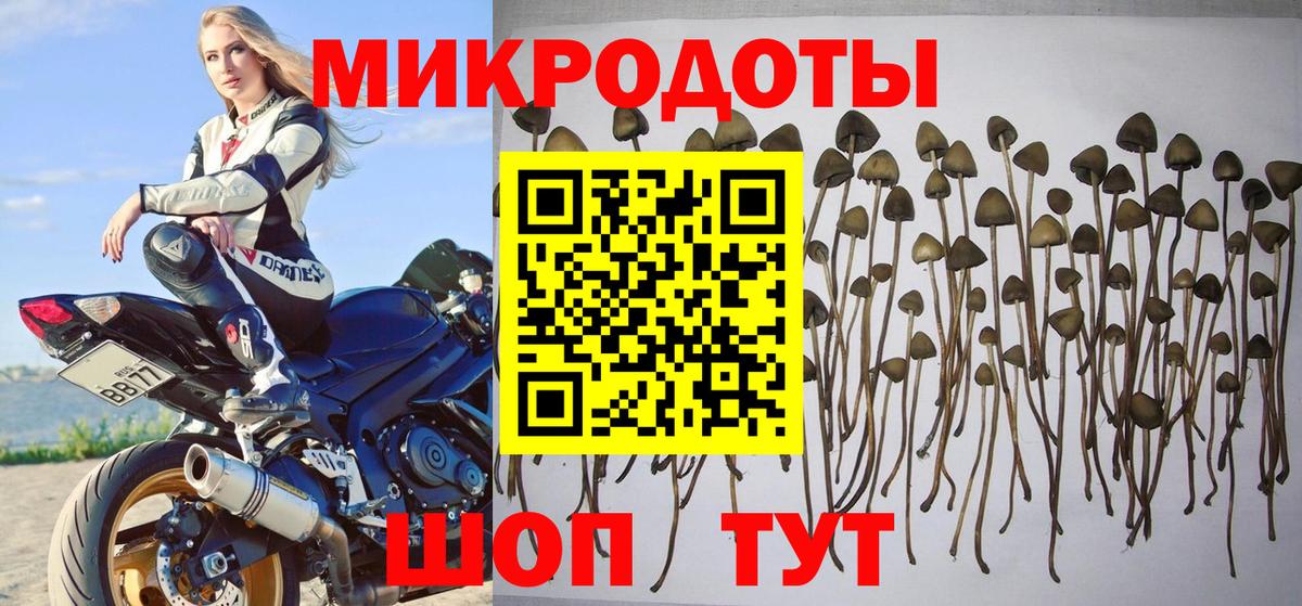 Галлюциногенные грибы мицелий  Псилоцибиновые грибы прущие грибы  Котлас  Вход с VPN 
